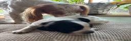Cocker Spaniel dogs for sale: Working cocker spaniel puppies  - Advert 12