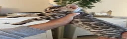 Bengal cats for sale: 🏆🤩Luxury Champion Pure Bengals🏆🤩 in Birmingham - Advert 8