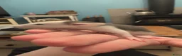 Rat rodents for sale: 12 super tame baby rats with various colours - Advert 7
