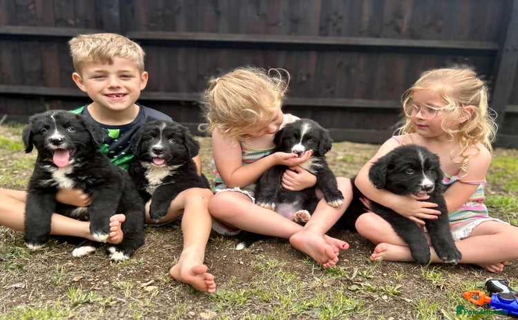 Mixed Breed dogs - Advert 1