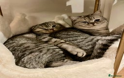 Scottish Fold cats for sale: Loving home wanted for 2 Scottish Fold boys - Image 6