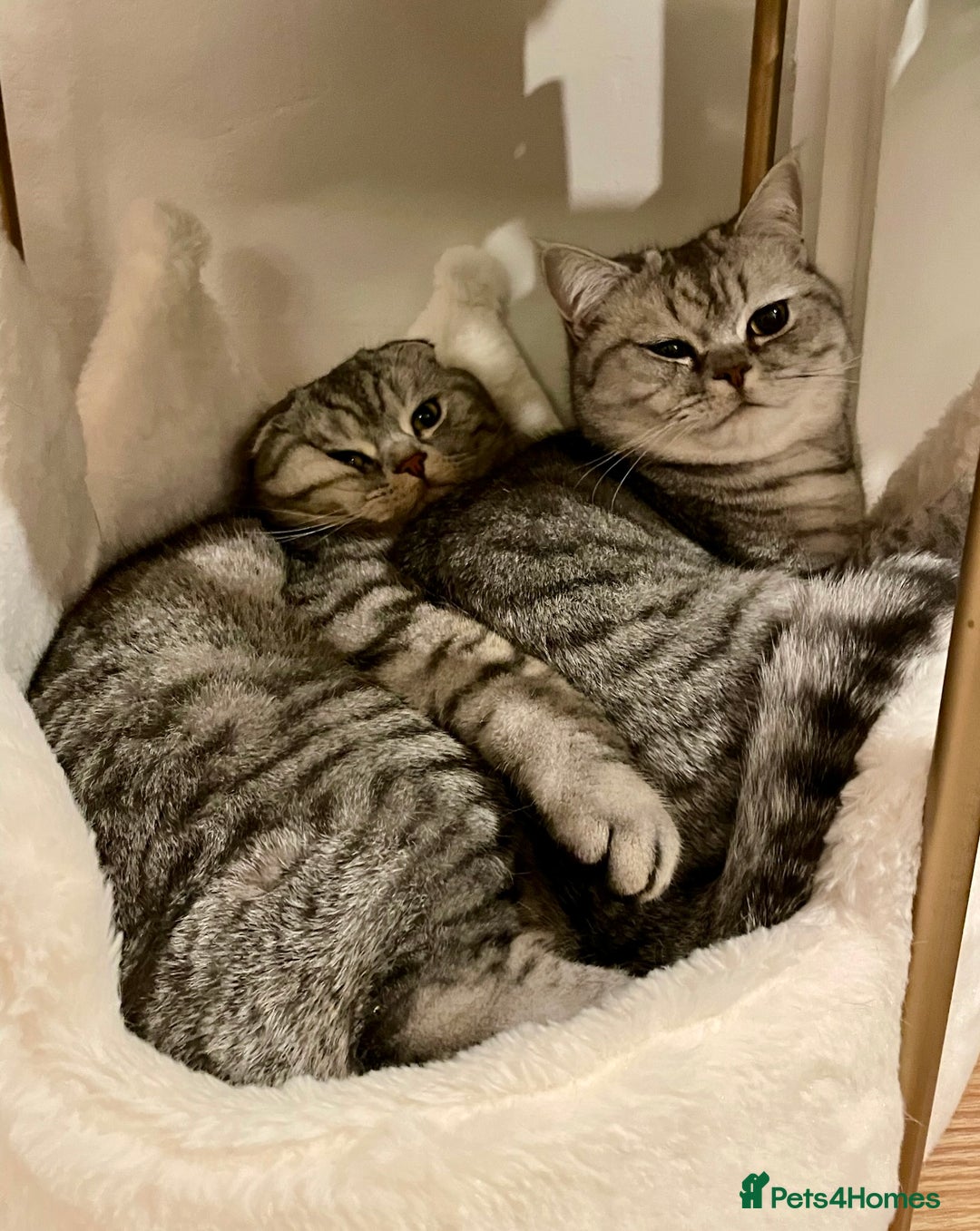 Scottish Fold cats for sale: Loving home wanted for 2 Scottish Fold boys - Image 6