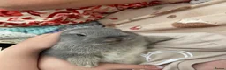 Mixed Breed rabbits for sale: Mininlop x Holland lop bunnies - Advert 4