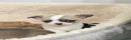 Chihuahua dogs for sale: Chihuahua puppies for sale 🐶💙 - Advert 2