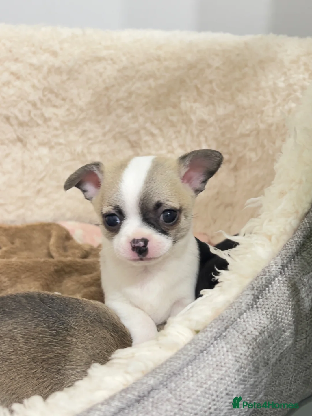 Chihuahua dogs for sale: Chihuahua puppies for sale 🐶💙 - Advert 2