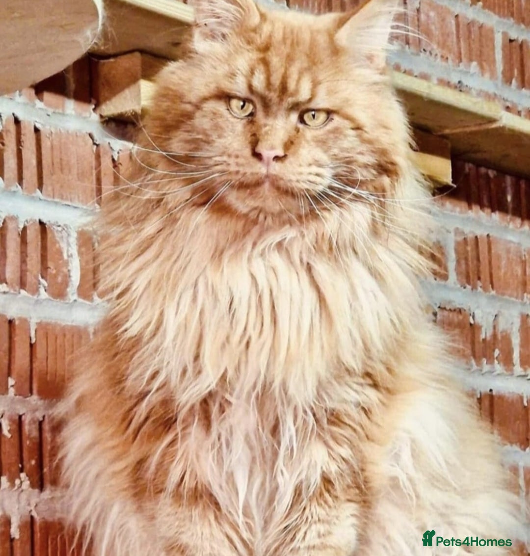 Maine Coon cats for sale: TiCA reg/Parents Fully Health Tested - Advert 23