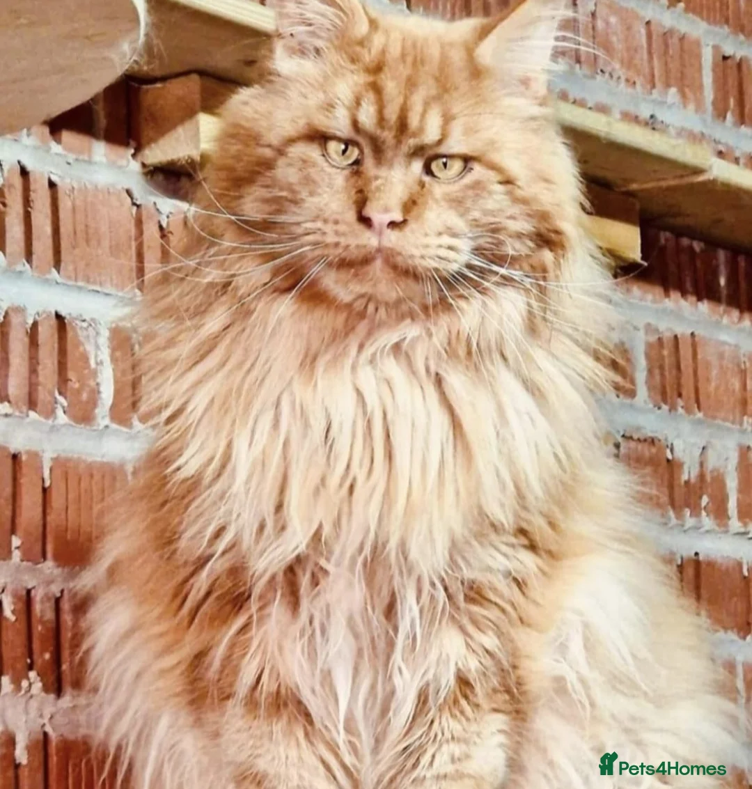 Maine Coon cats for sale: TiCA reg/Parents Fully Health Tested - Advert 23