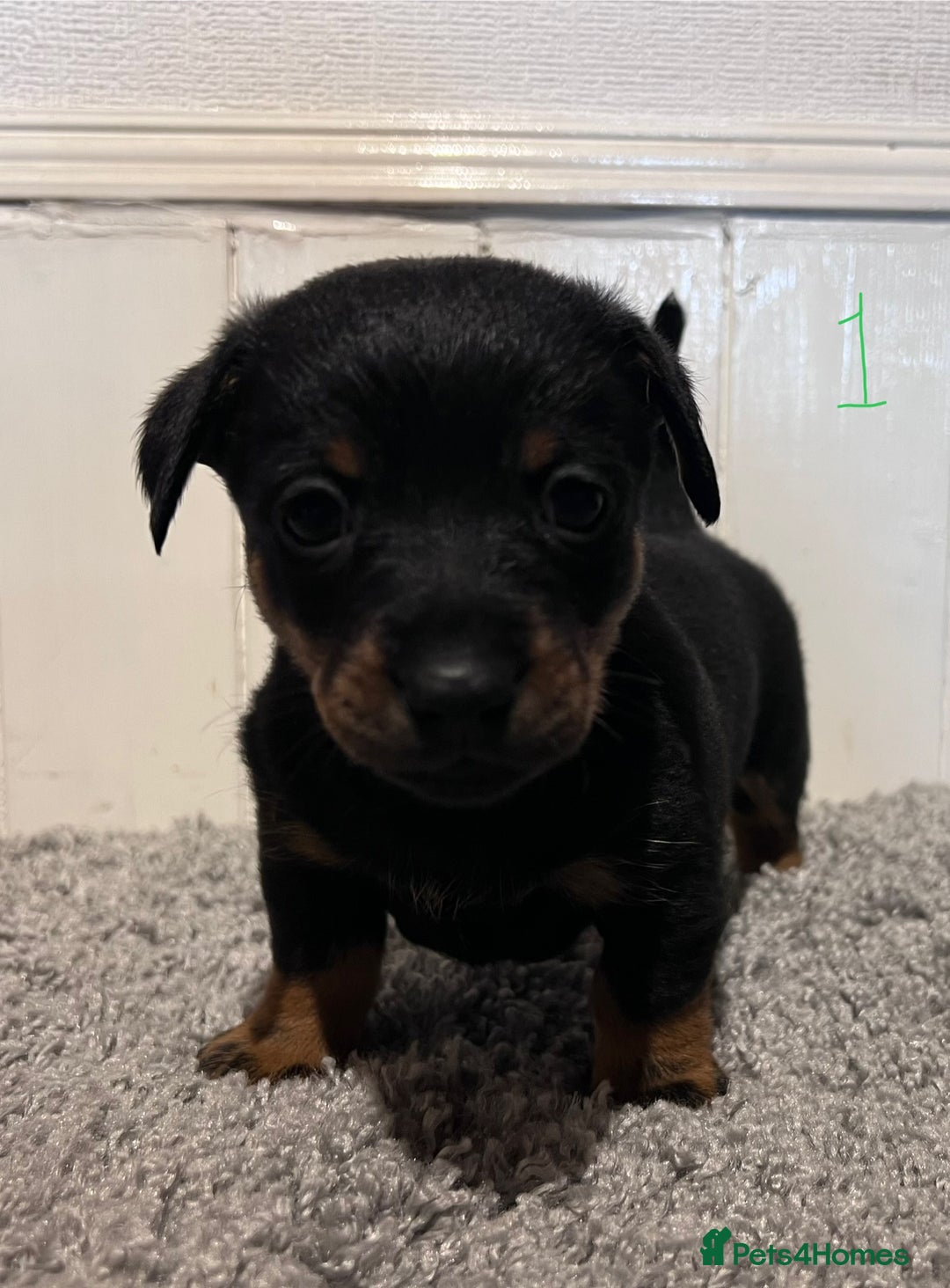 Lancashire Heeler dogs for sale: Lancashire Heelers - Image 8