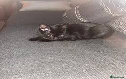 British Shorthair cats for sale: 3 beautiful and playful kittens  - Image 9