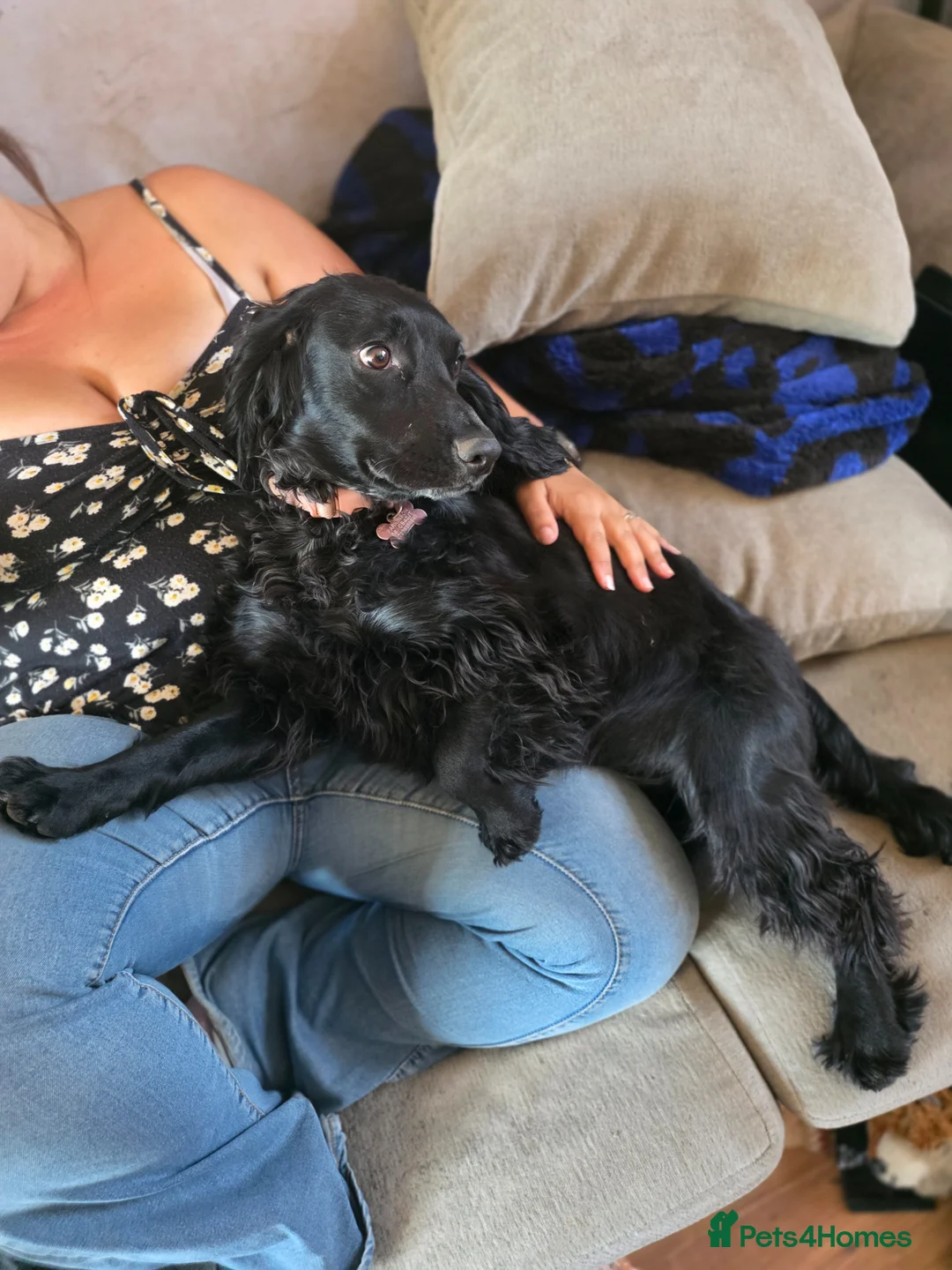 Cocker Spaniel dogs for sale: Beautiful cocker spaniel puppies in Cambridge - Advert 32