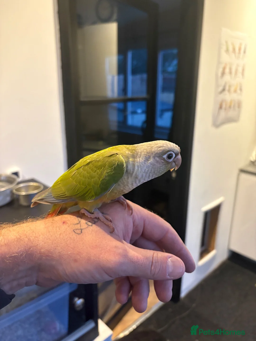 Conures birds for sale: Hand reared conure parrots  - Advert 2