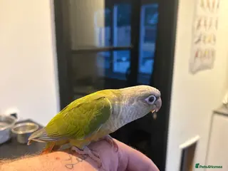Conures birds Hand reared conure parrots - Advert 2