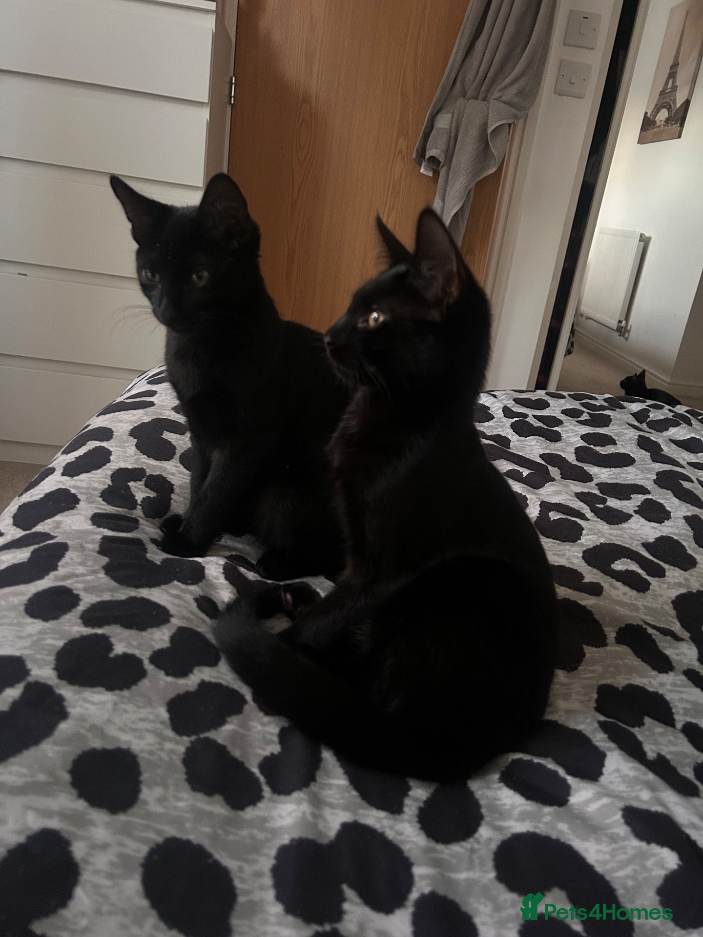 Domestic Shorthair cats Two beautiful black boys - Advert 1