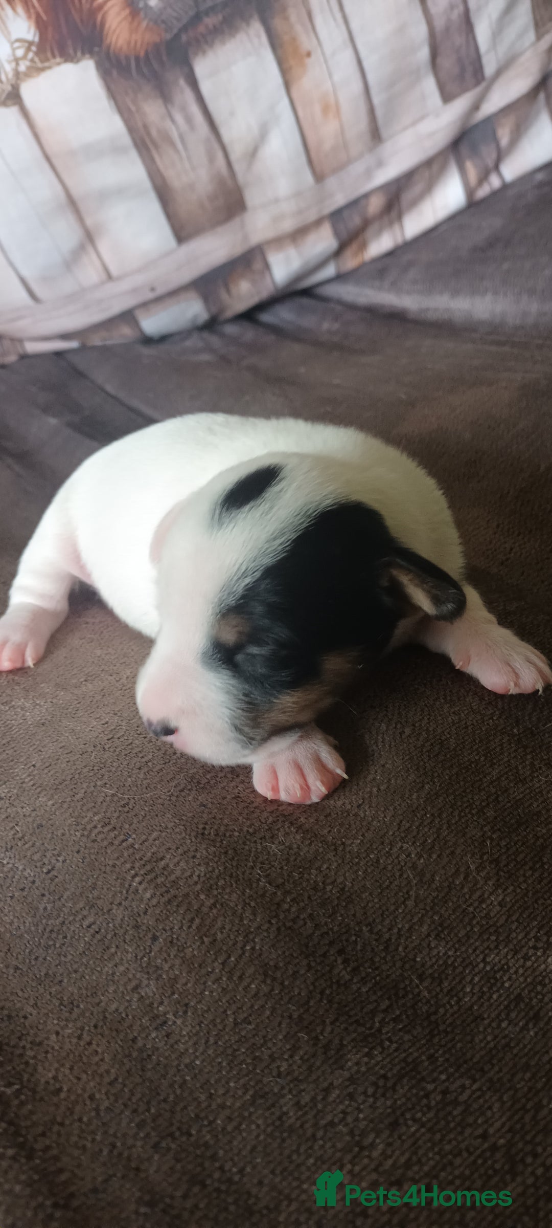 Jack Russell dogs for sale: Jack Russell Terriers - Image 18