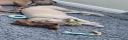Whippet dogs for sale: KC whippet puppies  - Advert 30