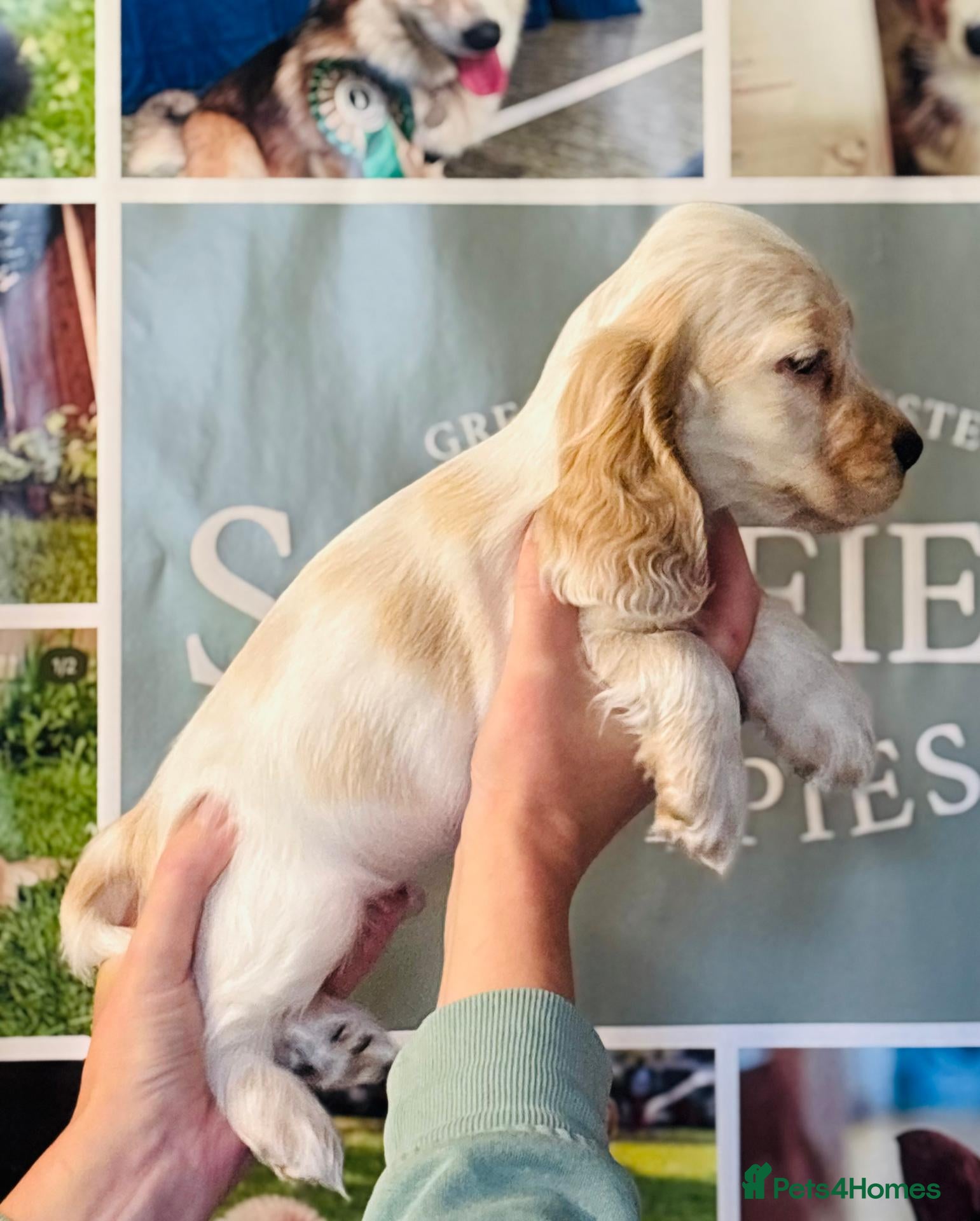 Cocker Spaniel dogs Pedigree show cocker pups, health tested parents - Advert 2