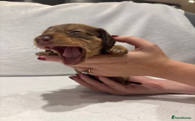 Dachshund dogs - Advert 4