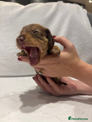 Dachshund dogs - Advert 1