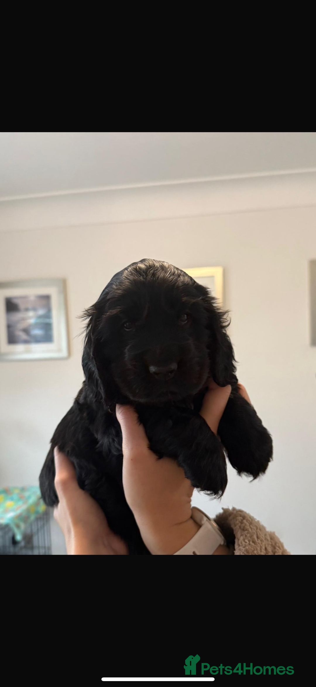 Cocker Spaniel dogs for sale: Gorgeous black boy looking for his forever family - Advert 5