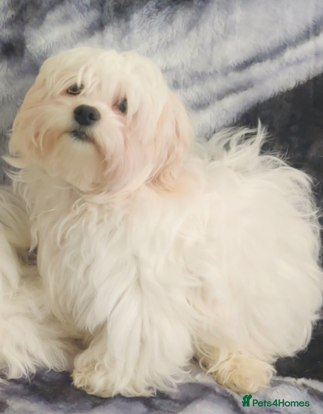 Maltese dogs for sale: BEAUTIFUL MALTESE PUPPIES - FROM LONDON . - Advert 10