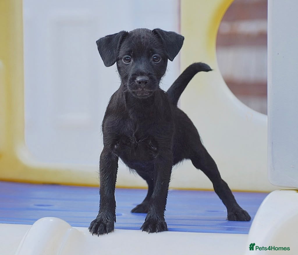 Patterdale Terrier dogs BOTH VACC READY NOW! Puppies, Last 2 Left! 🐾 - Advert 1