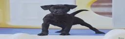 Patterdale Terrier dogs for sale: Patterdale Terrier Puppies, Last 2 Left! 🐾 - Advert 4