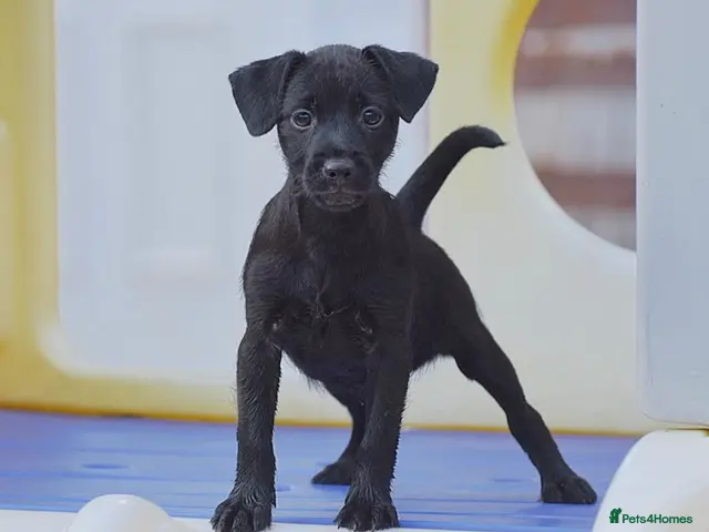 Patterdale Terrier dogs Smooth coat girl last one left! Both vaccines! - Advert 10