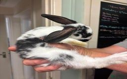Mixed Breed rabbits for sale: 4 baby rabbits  - Image 6