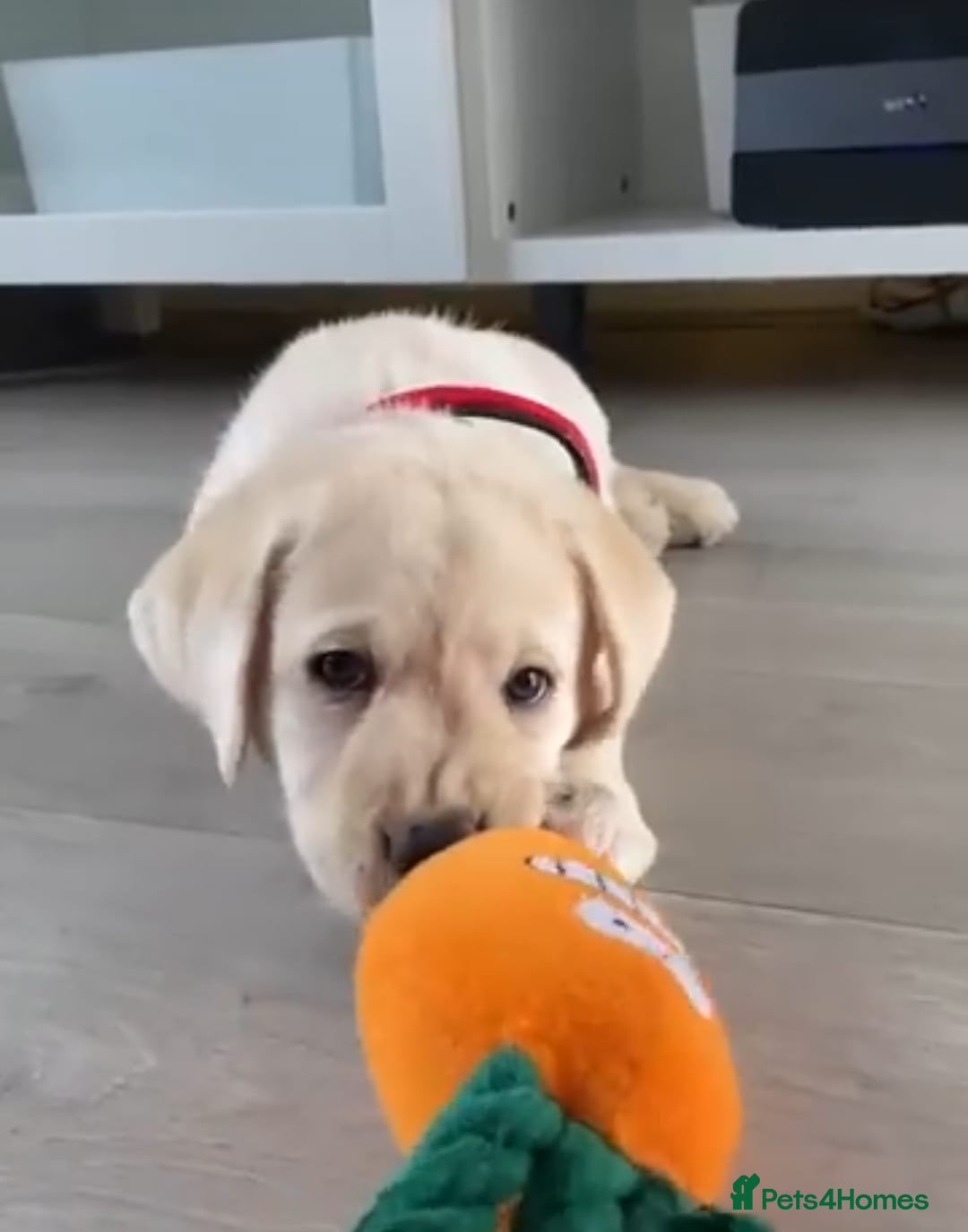 Labrador Retriever dogs for sale: Labrador puppies - Advert 14