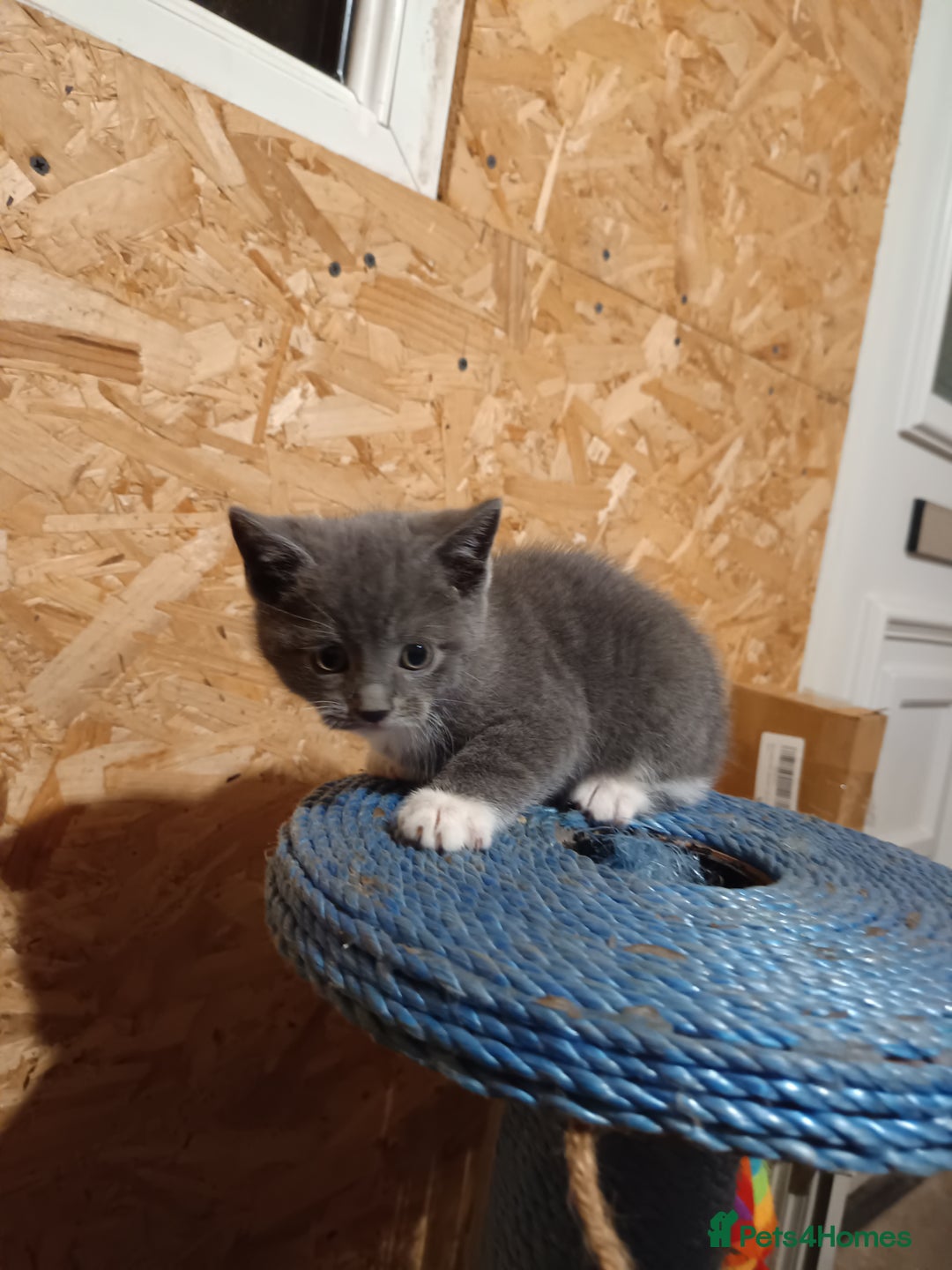 Mixed Breed cats for sale: Cats ready to find a new owner. - Advert 11