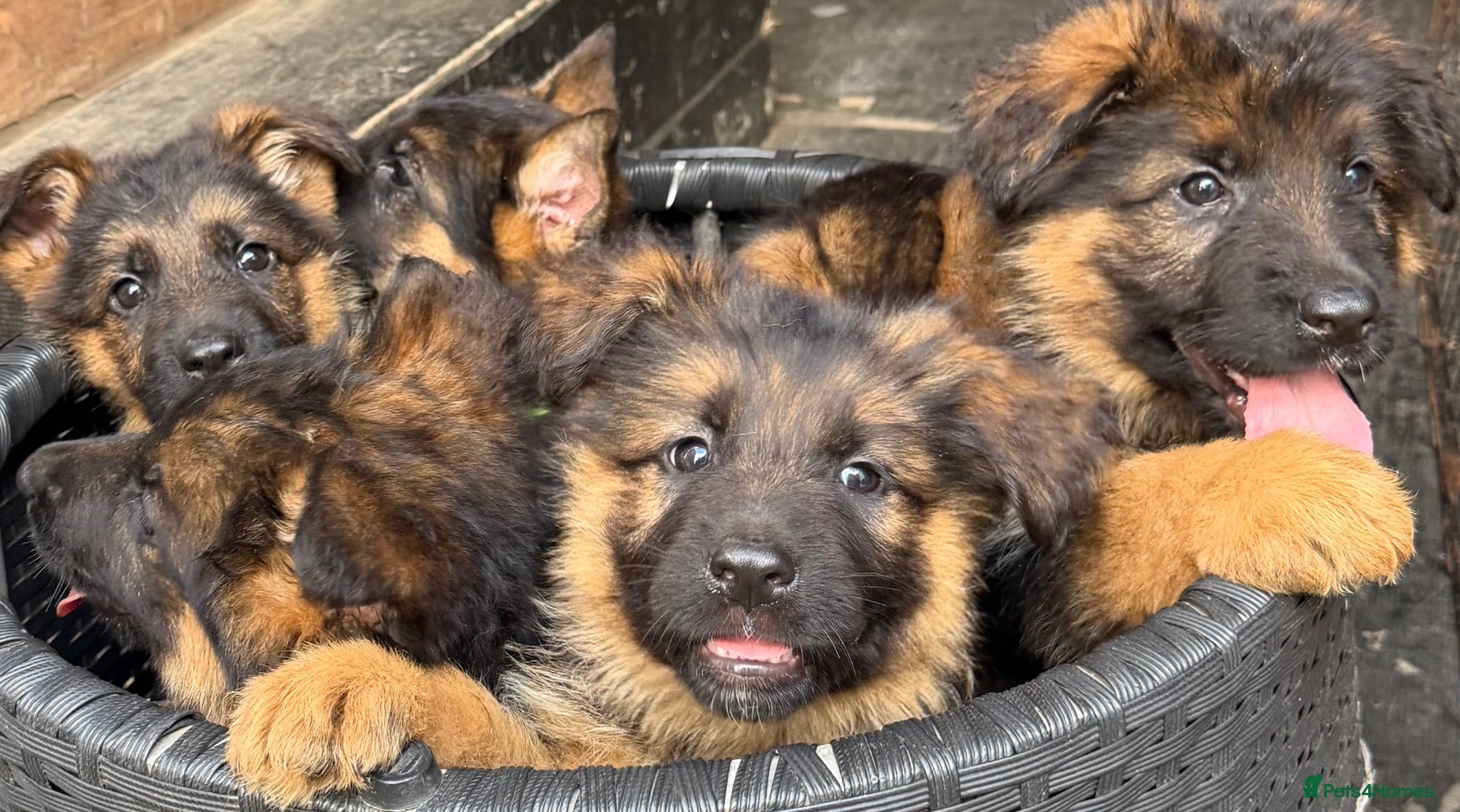German Shepherd dogs German Shepard puppies  - Advert 2