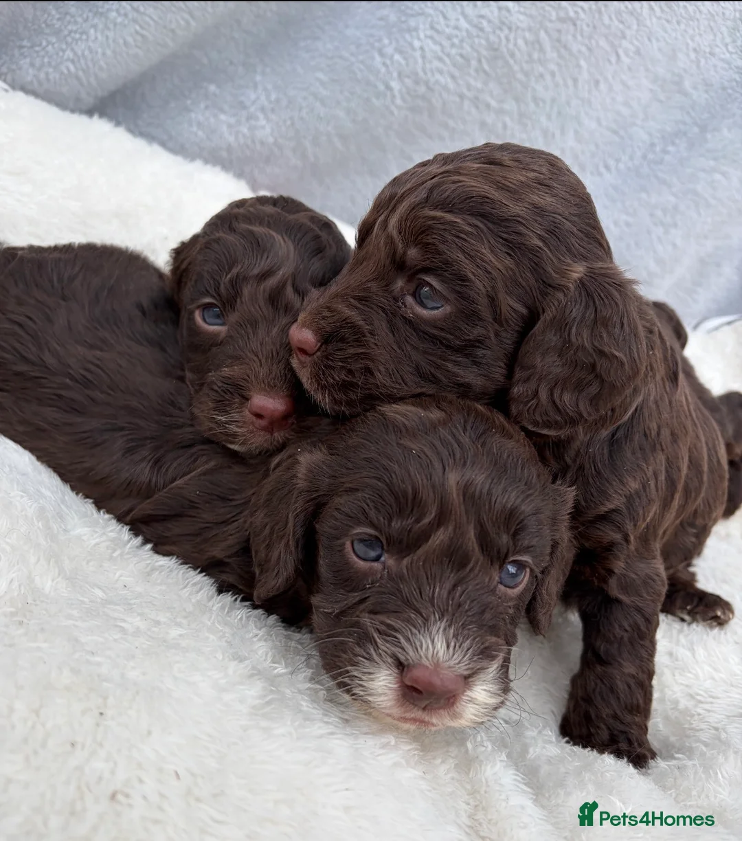 Cockapoo dogs for sale: F1 COCKERPOO PUPPIES   - Advert 1