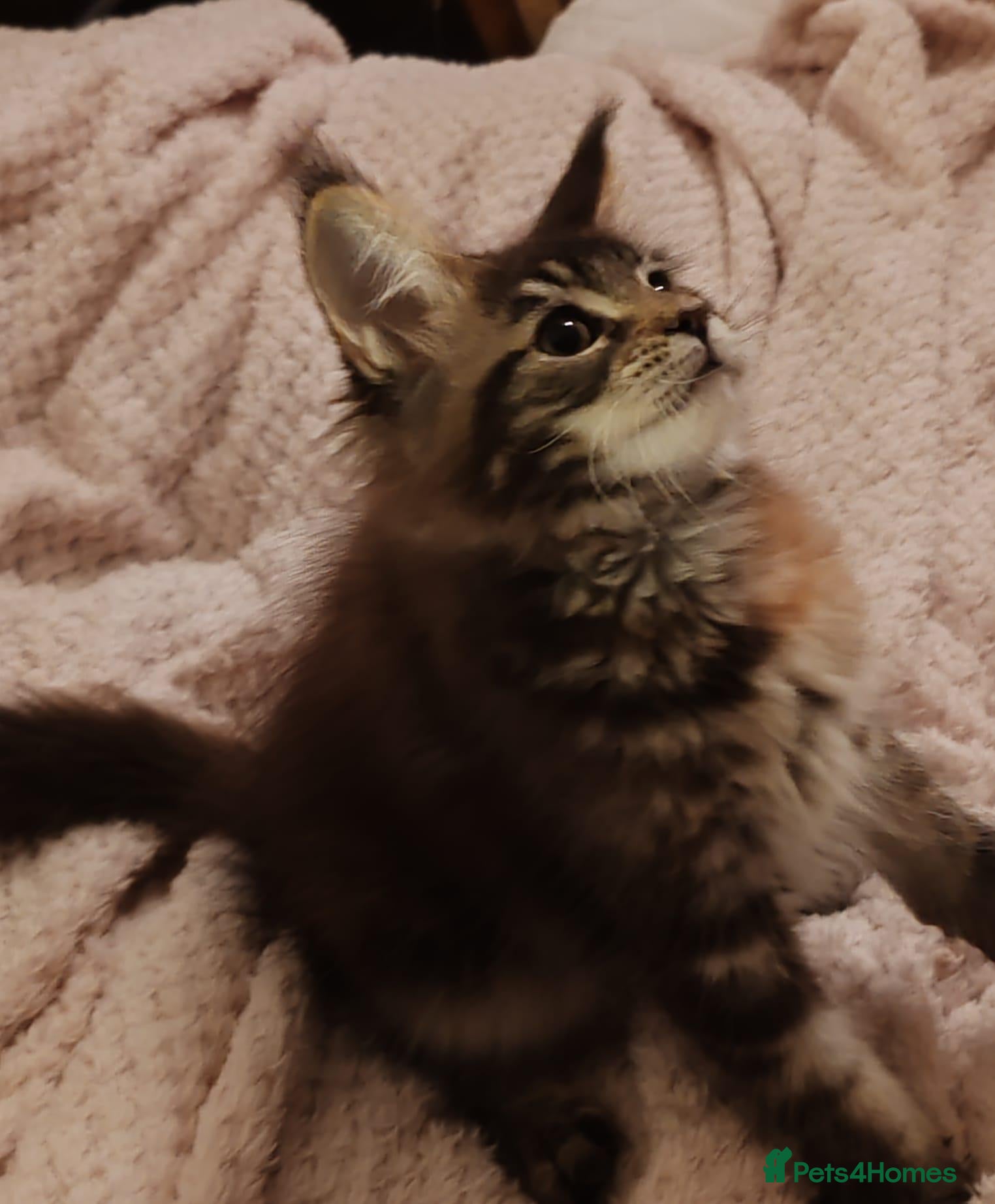 Maine Coon cats Russian bloodline Maine coon kittens - Advert 1