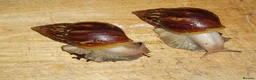 Snails invertebrates for sale: ALBINO, JADE & NORMAL GIANT AFRICAN LAND SNAILS - Advert 4