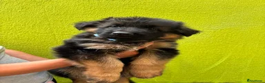 German Shepherd Puppy 1