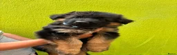German Shepherd dogs for sale: German Shepherd puppies  - Advert 2