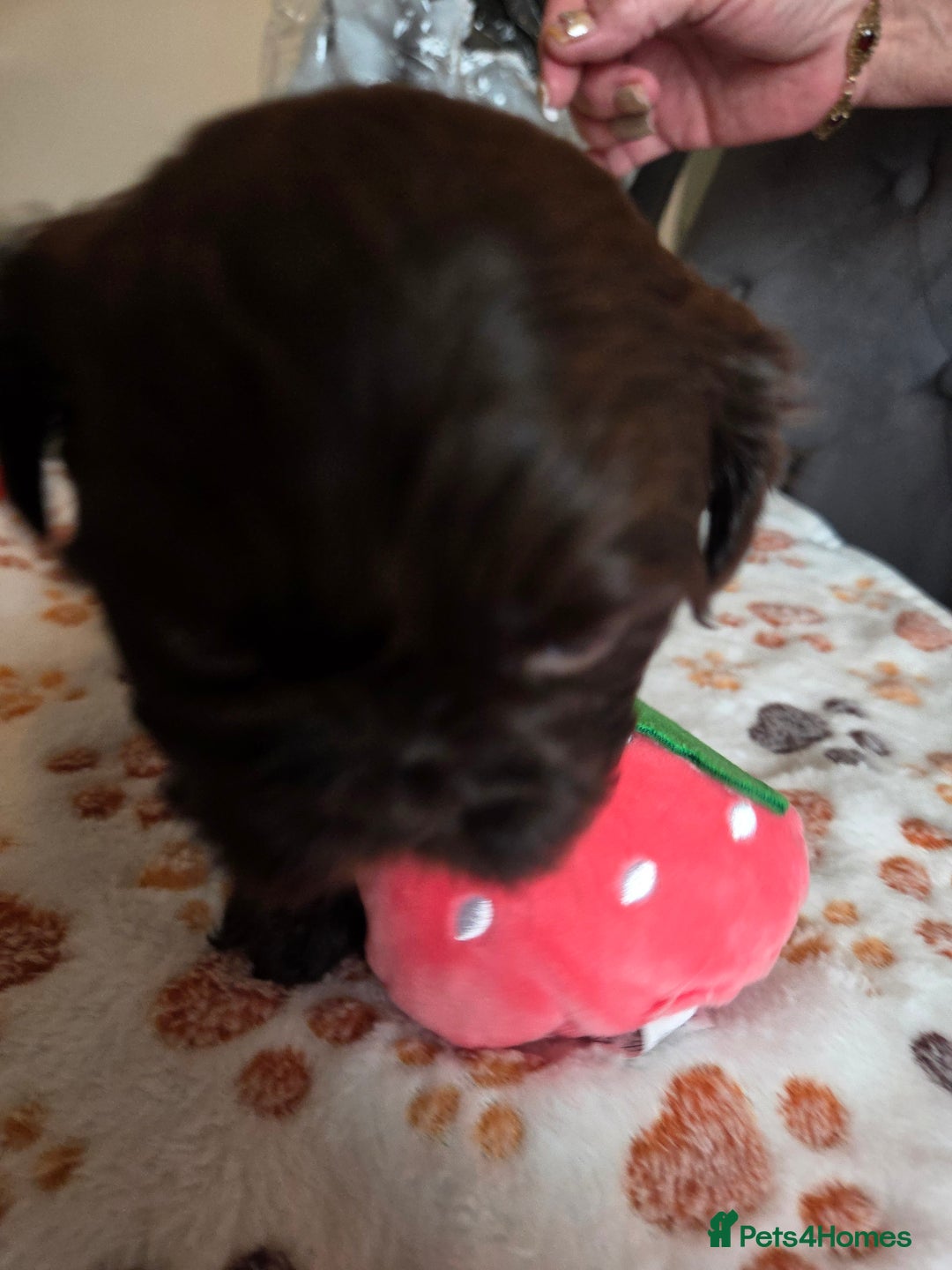 Shih Tzu dogs for sale: Shih Tzu Puppies For Sale  - Advert 21