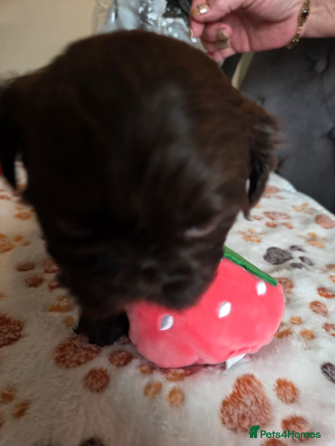 Shih Tzu dogs for sale: Shih Tzu Puppies For Sale - - Advert 36