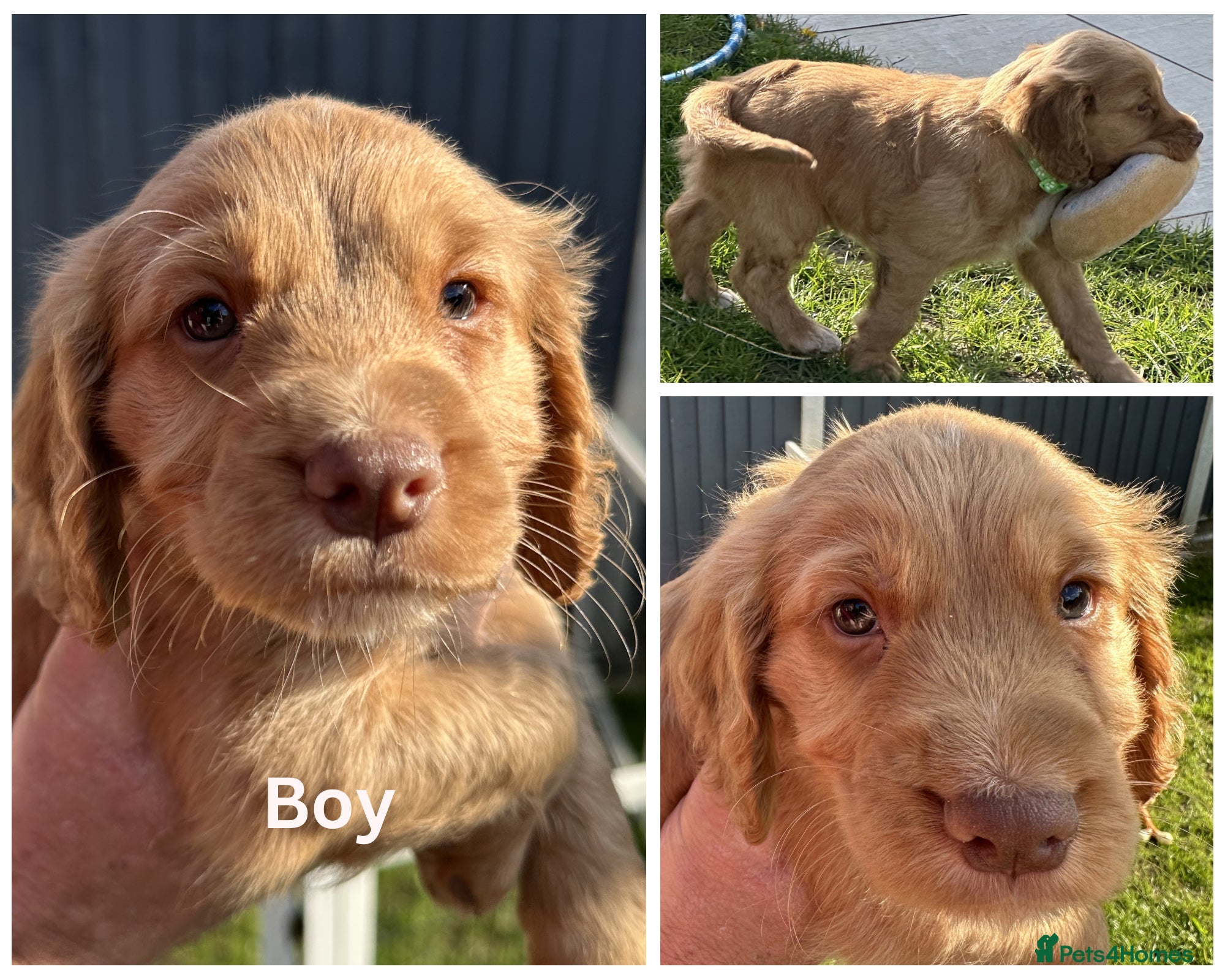 Cocker Spaniel dogs Working Cocker Spaniel Puppies - Advert 2
