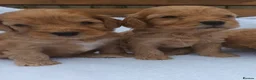 Cockapoo dogs for sale: STUNNING SHOW LINE F1 COCKAPOO PUPPIES FOR SALE in Maybole - Advert 5