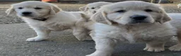 Golden Retriever dogs for sale: Golden retrievers - Advert 2