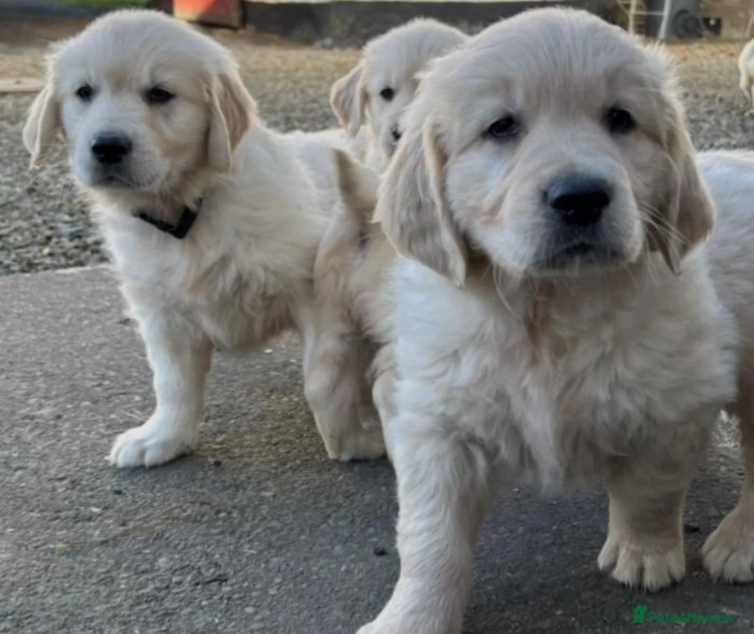 Golden Retriever dogs for sale: Golden retrievers - Advert 2