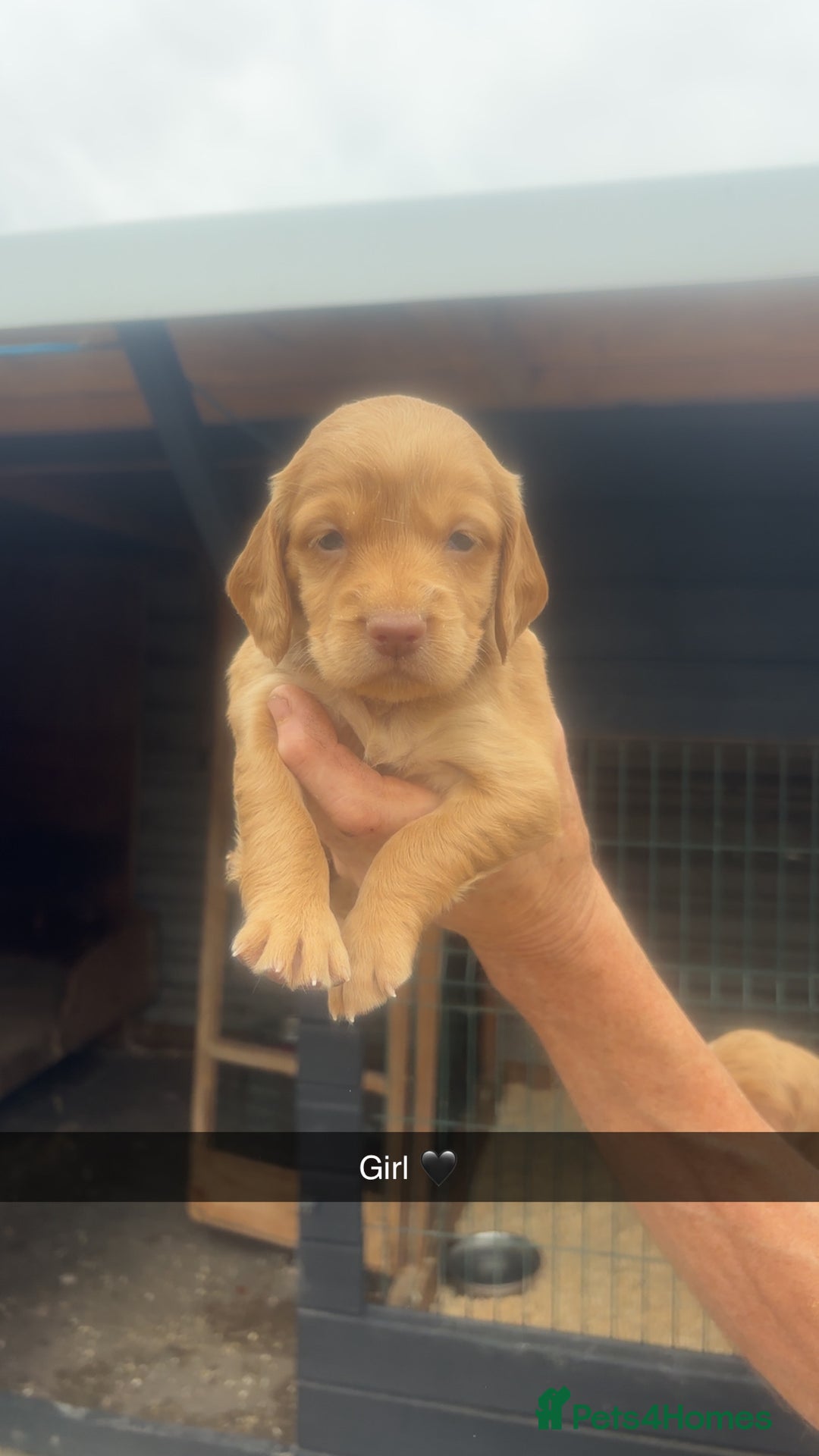 Sprocker dogs for sale: Beautiful Sprocker Puppies - Image 10