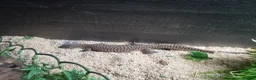 Monitor reptiles for sale: 7 month old ackie monitor and vivarium - Advert 6