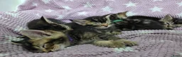 Mixed Breed cats for sale: Beautiful kittens looking for their forever homes  - Advert 1