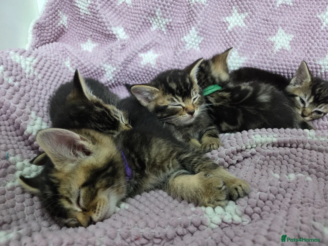 Mixed Breed cats for sale: Beautiful kittens looking for their forever homes  - Advert 1