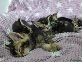 Mixed Breed cats Beautiful kittens looking for their forever homes - Advert 6