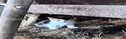 Mixed Breed cats for sale: Beautiful farm kittens for sale.  - Advert 5