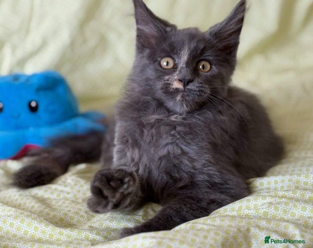 Maine Coon cats for sale: European Blood Lines GCCF Reg Main Coon Kittens  - Image 6