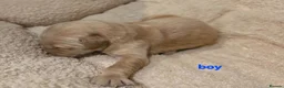Golden Retriever dogs for sale: Golden retriever champion bloodline puppies. - Advert 27